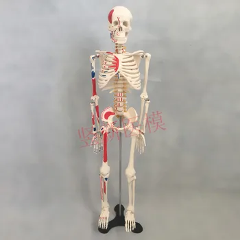 Модель скелета человека 85 см, скелет с мышцами и нервами, обучающая модель mark